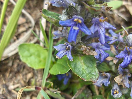 Ajuga reptans e Salvia verbenaca